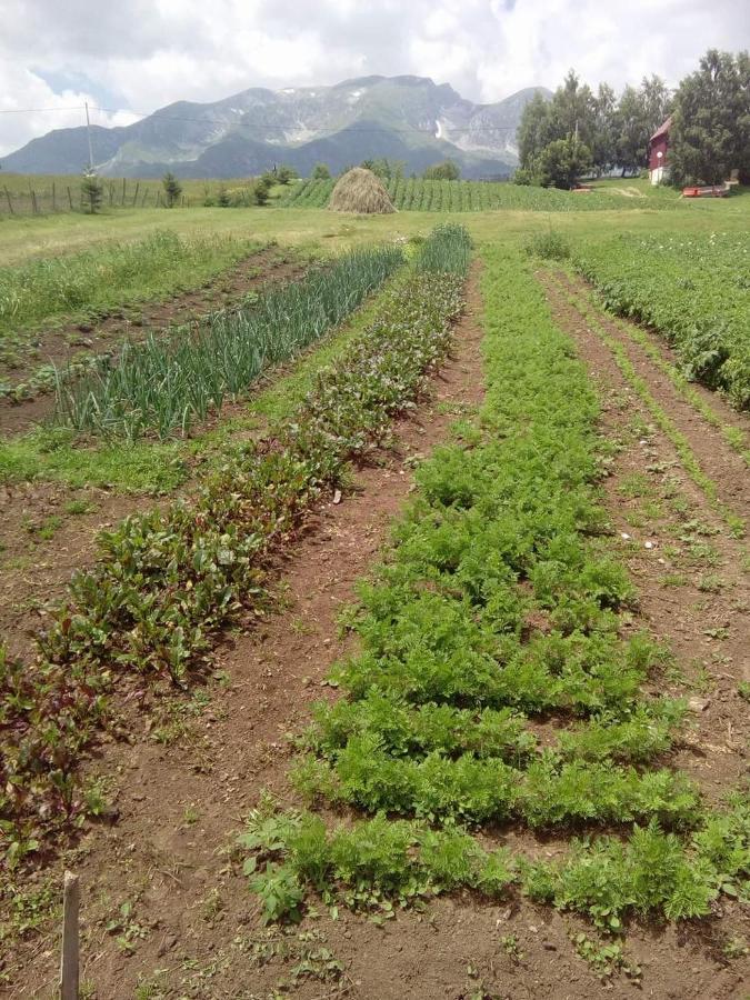 Organic Family Farm 호텔 자블야크 외부 사진