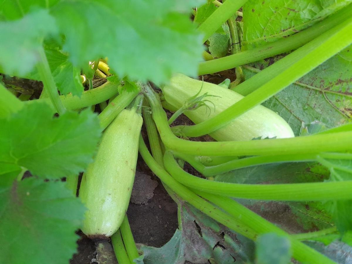 Organic Family Farm 호텔 자블야크 외부 사진