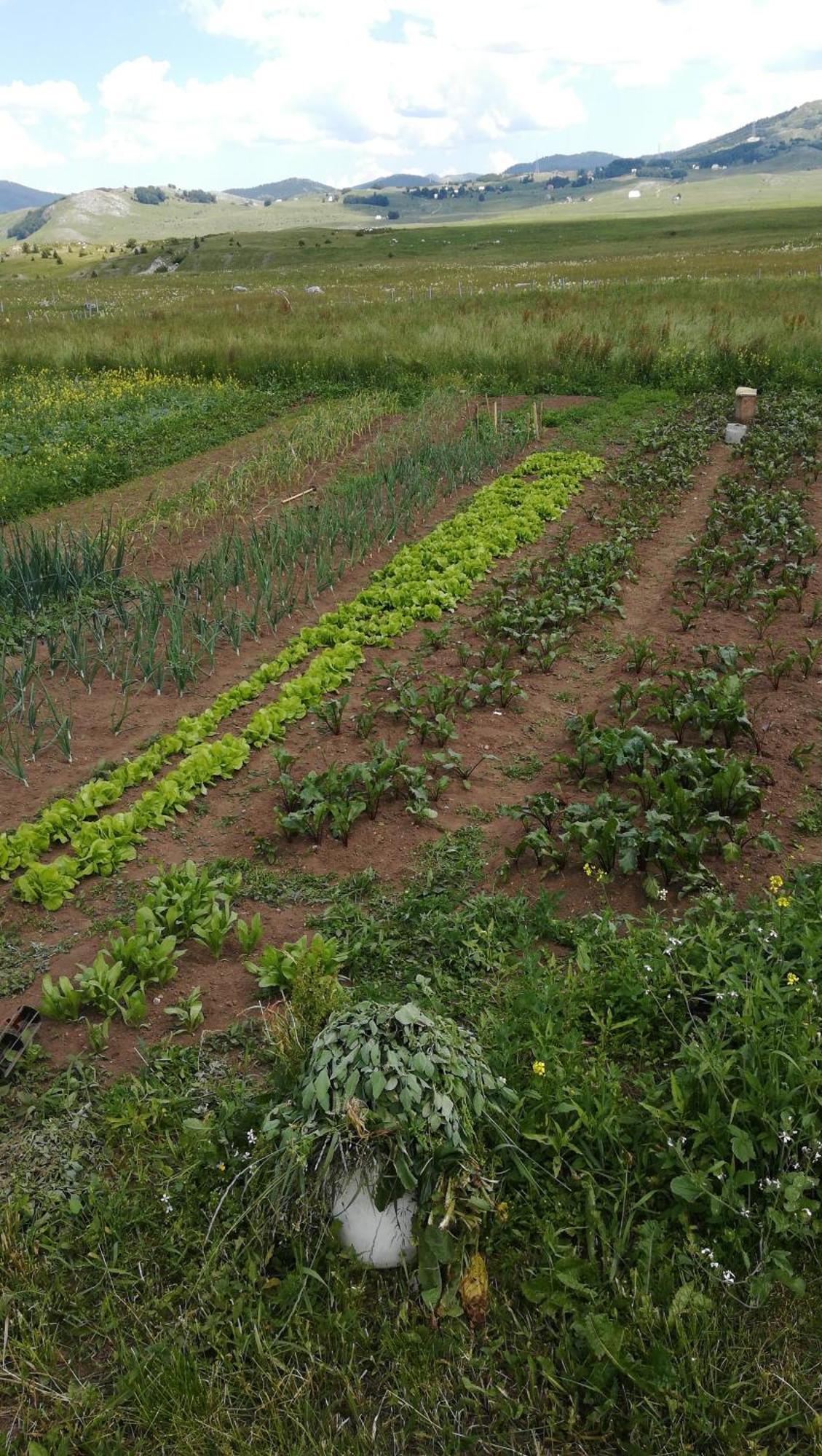 Organic Family Farm 호텔 자블야크 객실 사진