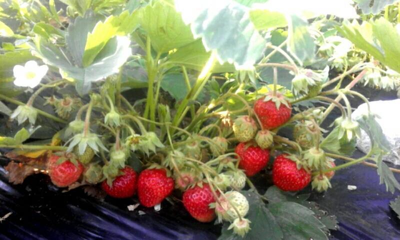 Organic Family Farm 호텔 자블야크 외부 사진