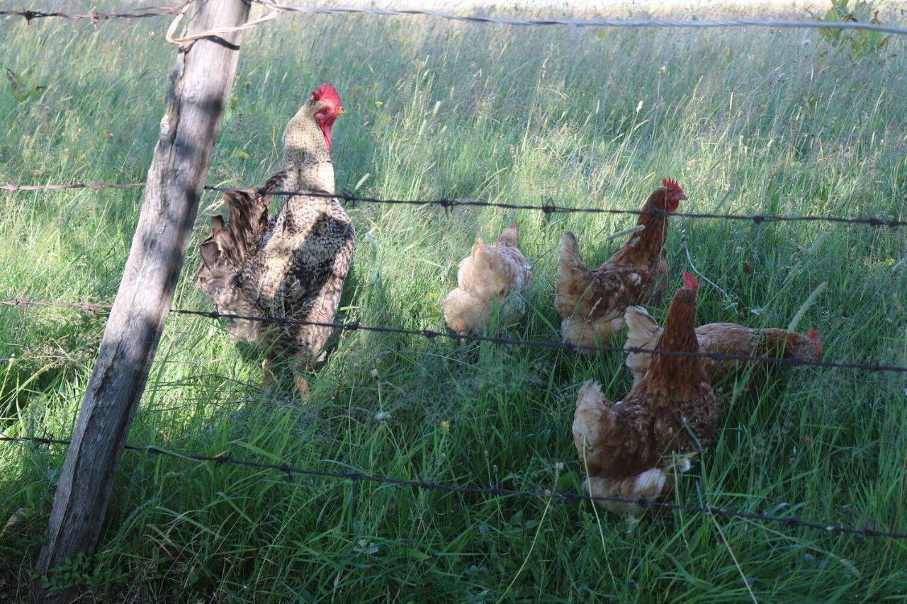 Organic Family Farm 호텔 자블야크 외부 사진